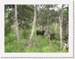 Moose - Cabot Trail * 2592 x 1944 * (2.11MB)